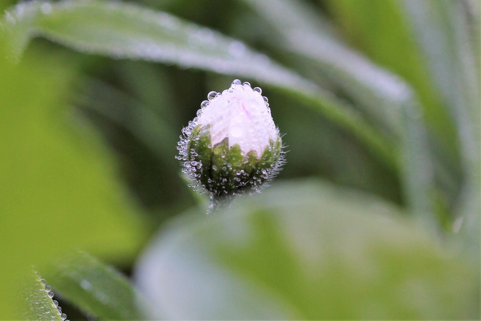 Canon EOS 1200D (EOS Rebel T5 / EOS Kiss X70 / EOS Hi) sample photo. Daisy, dewdrop, closed photography