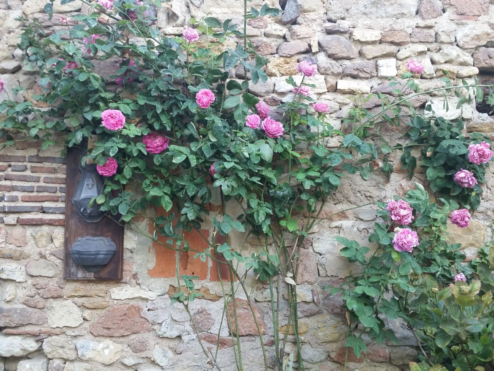 Samsung Galaxy S5 sample photo. French house, pink roses photography