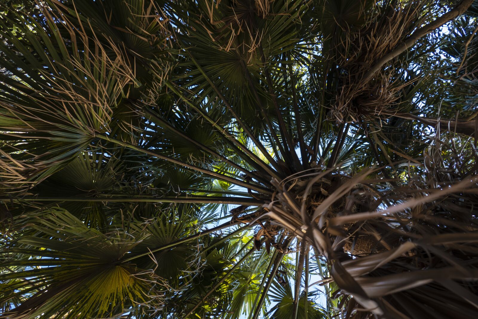 Panasonic Lumix DMC-FZ1000 sample photo. Palm, tree, tropical photography