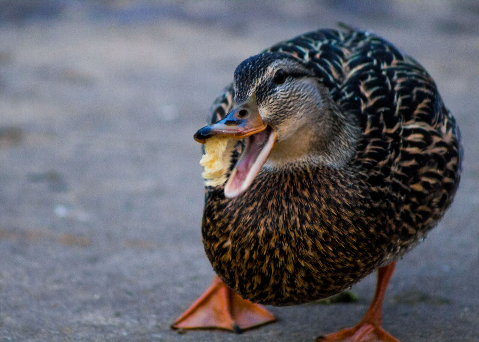 Canon EF 75-300mm f/4-5.6 sample photo. Animal, bird, canon, eat photography