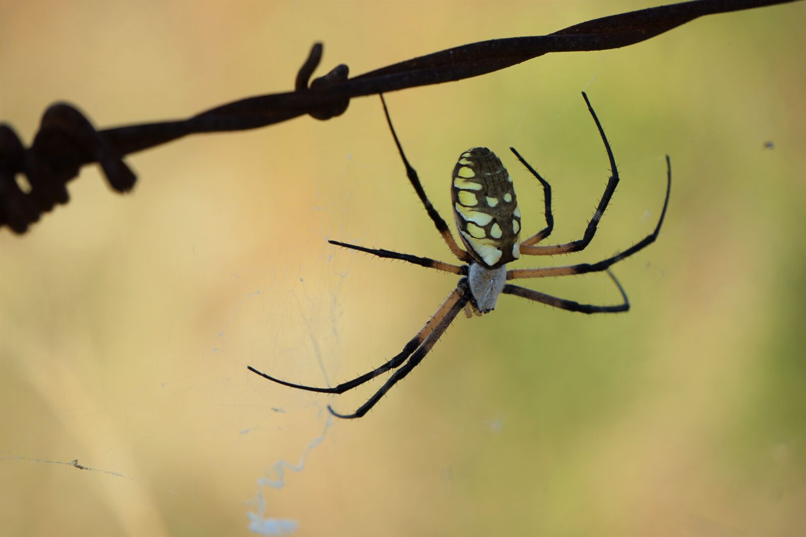 Sony a6000 sample photo. Barbed, wire, spider, spider photography