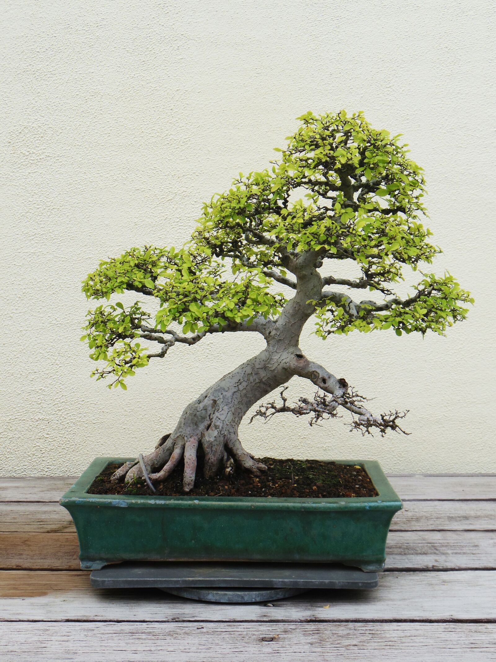Pentax 02 Standard Zoom sample photo. Bonsai, tree, plant photography