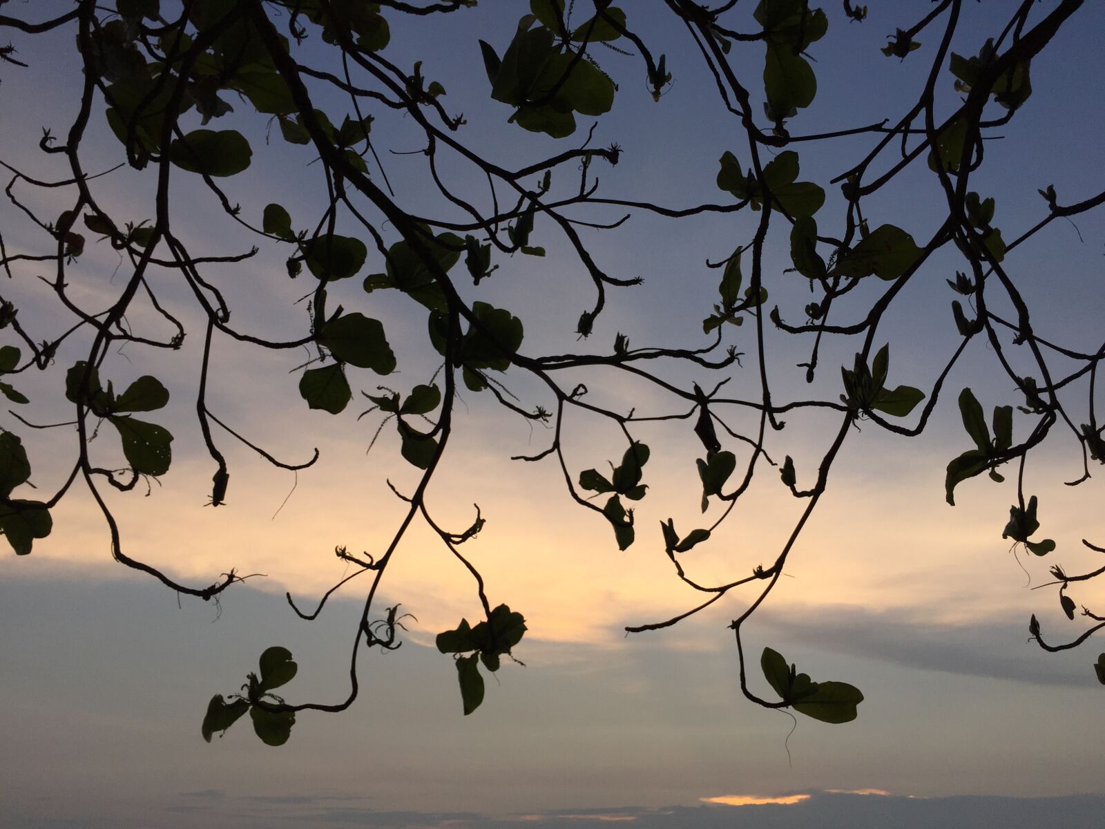 Apple iPhone 6 sample photo. Dusk, leaf, sea, thailand photography