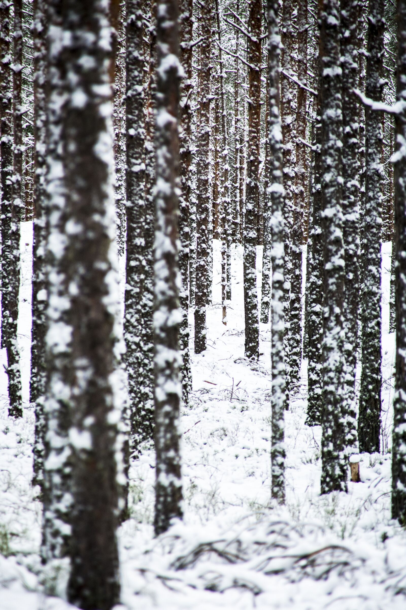 Tamron 18-200mm F3.5-6.3 Di II VC sample photo. Snow, winter, wood photography