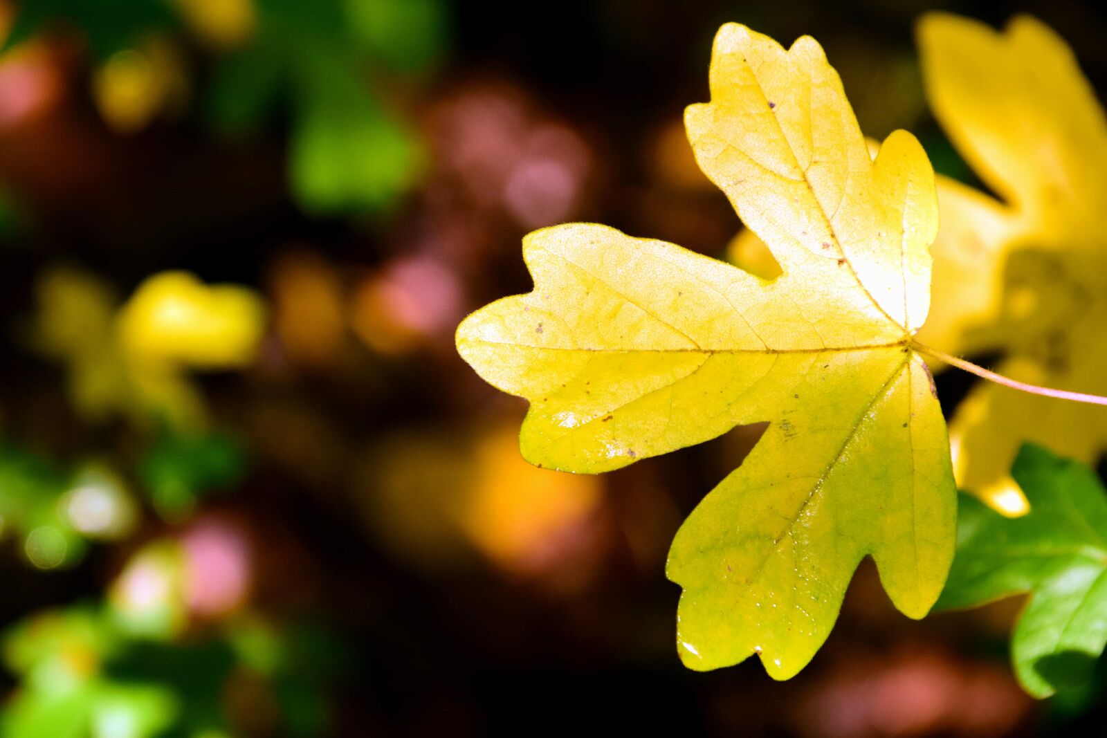 Nikon D3300 sample photo. Nature, flora, leaf, plant photography