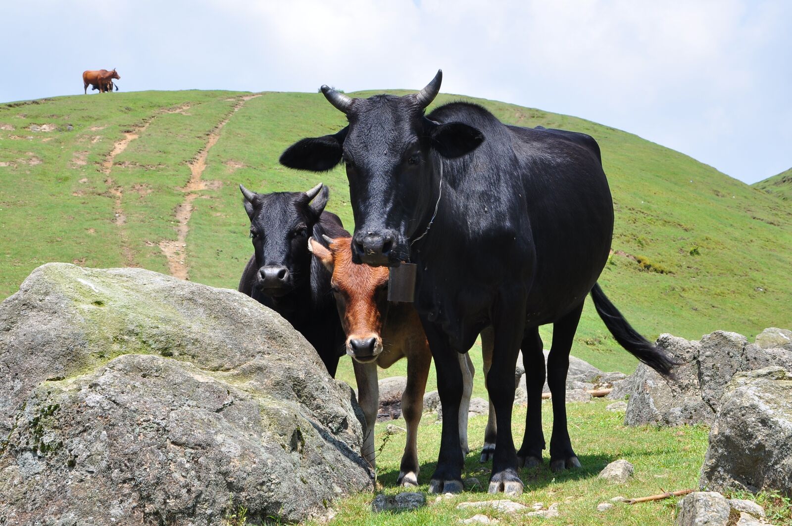 Nikon D90 sample photo. Agriculture, grass, cow photography