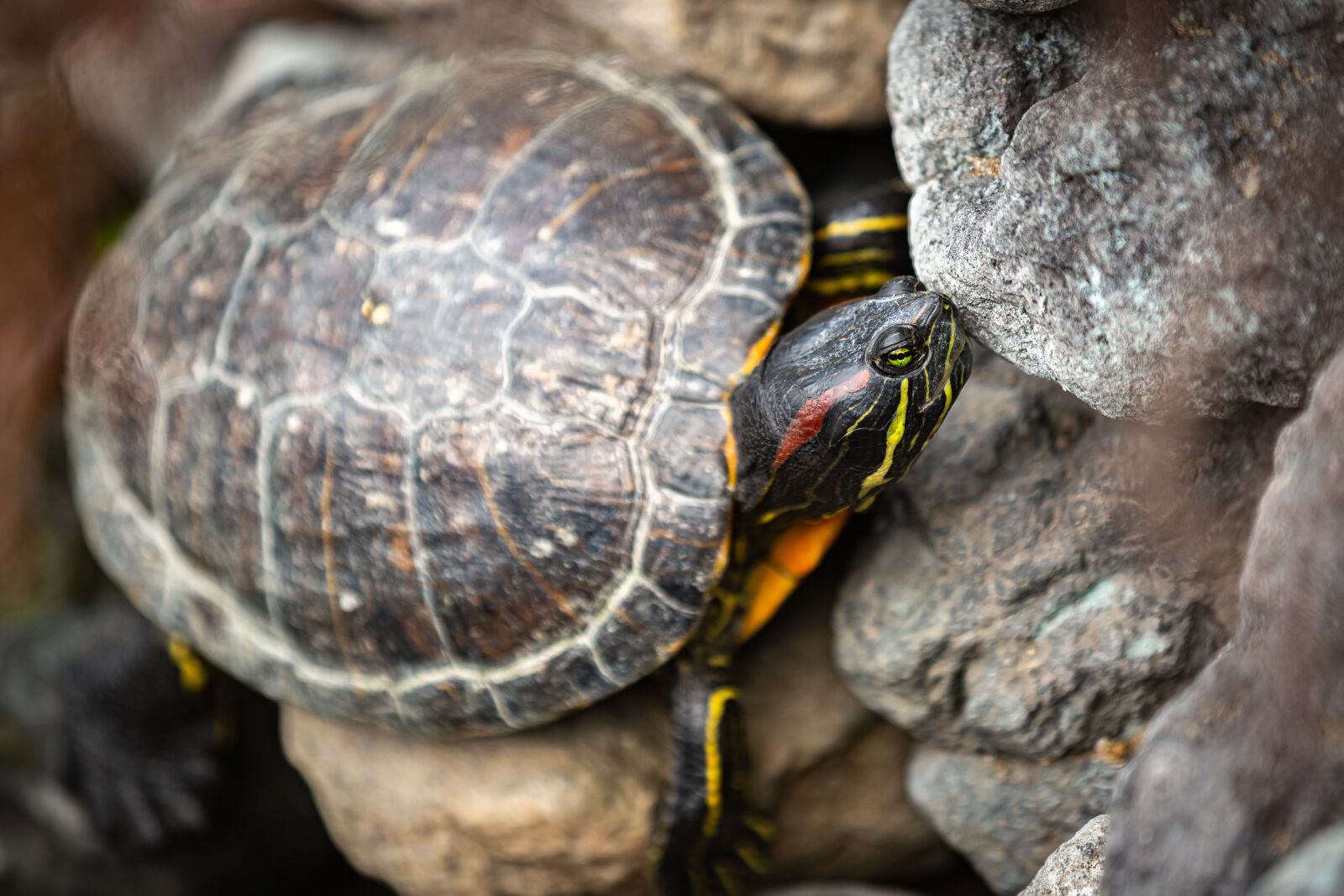 Canon EOS 5D Mark III sample photo. Turtle, shell, bali photography
