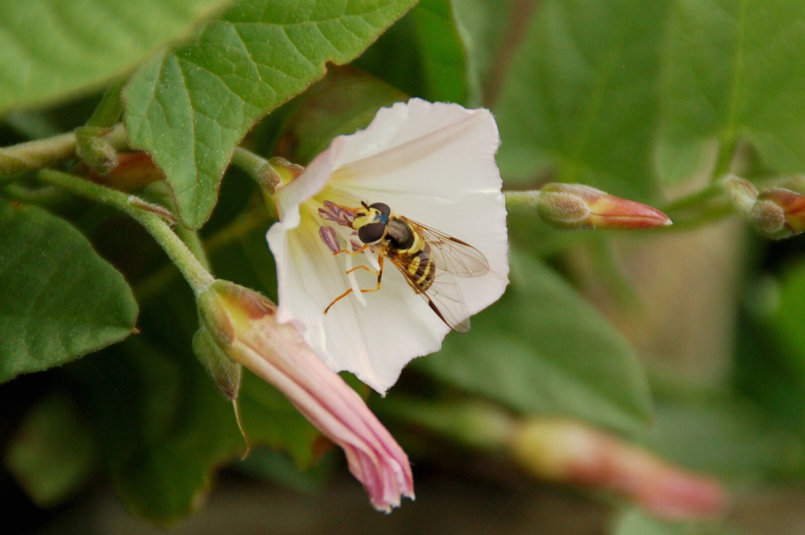 Nikon D50 sample photo. Nature, sheet, bug photography