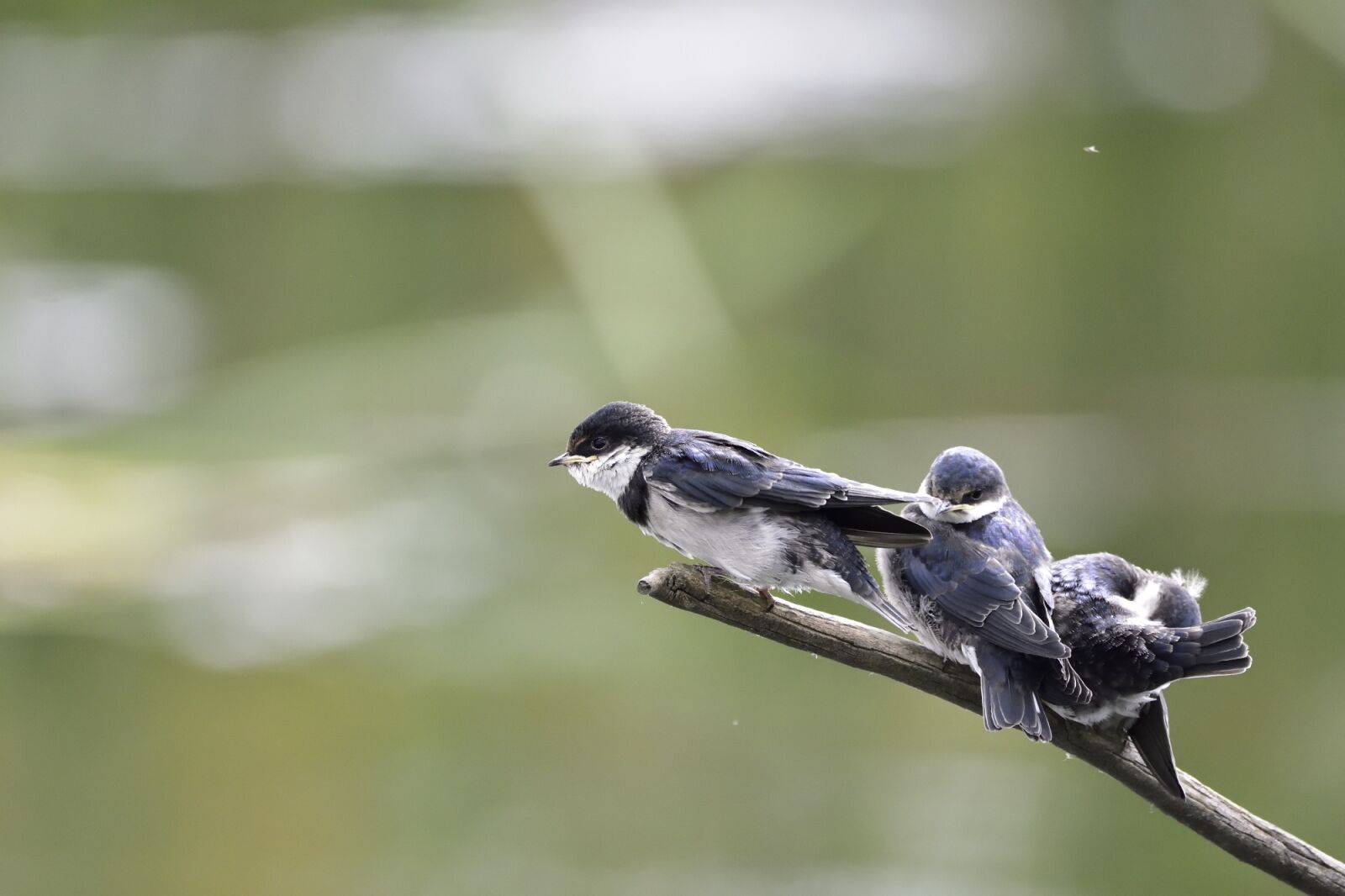 Nikon D7200 sample photo. Bird, nature, wildlife photography