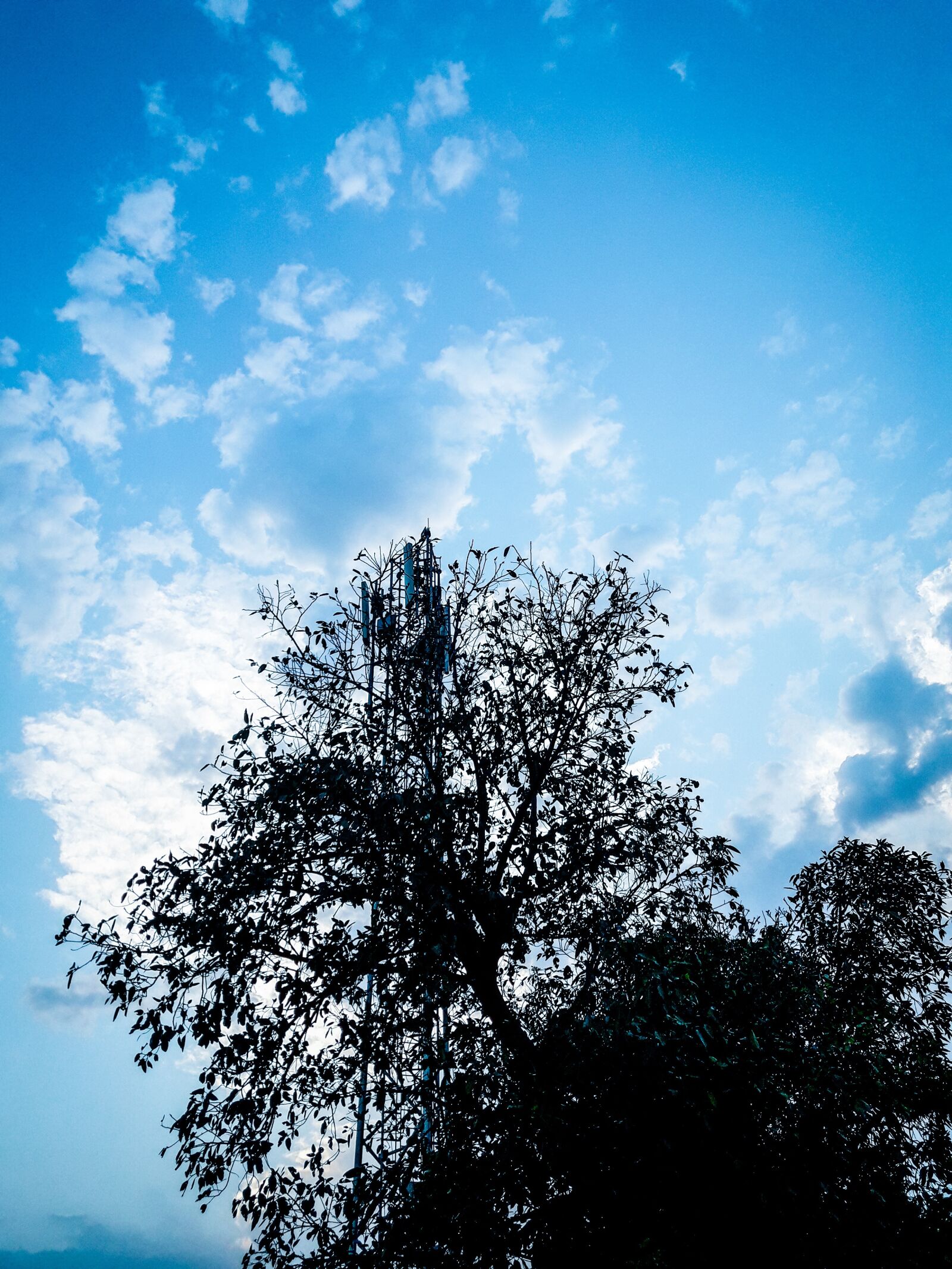 Samsung Galaxy J7 Neo sample photo. Nature, tree, wallpaper photography