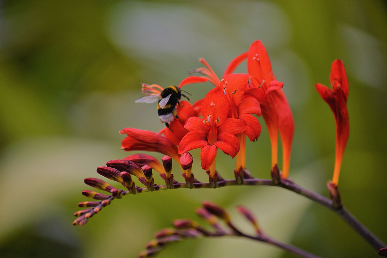 Nikon D5200 sample photo. Foraging, bourdon, insect photography
