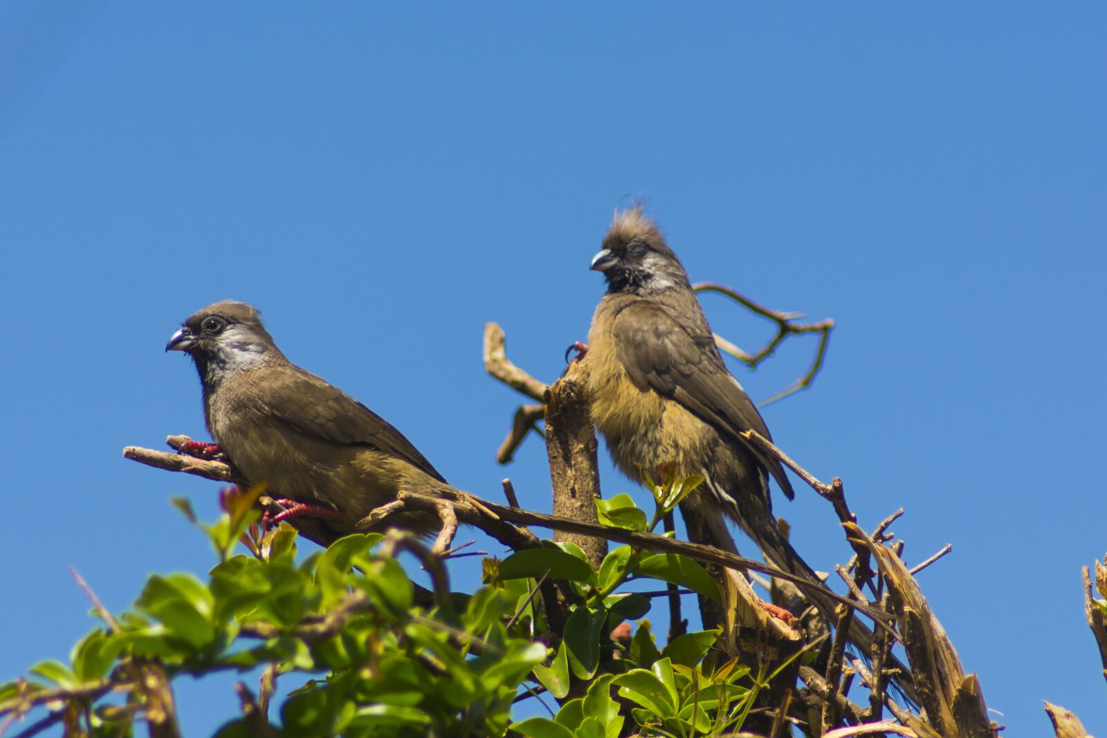 Nikon D7100 sample photo. Birds, africa, animal photography