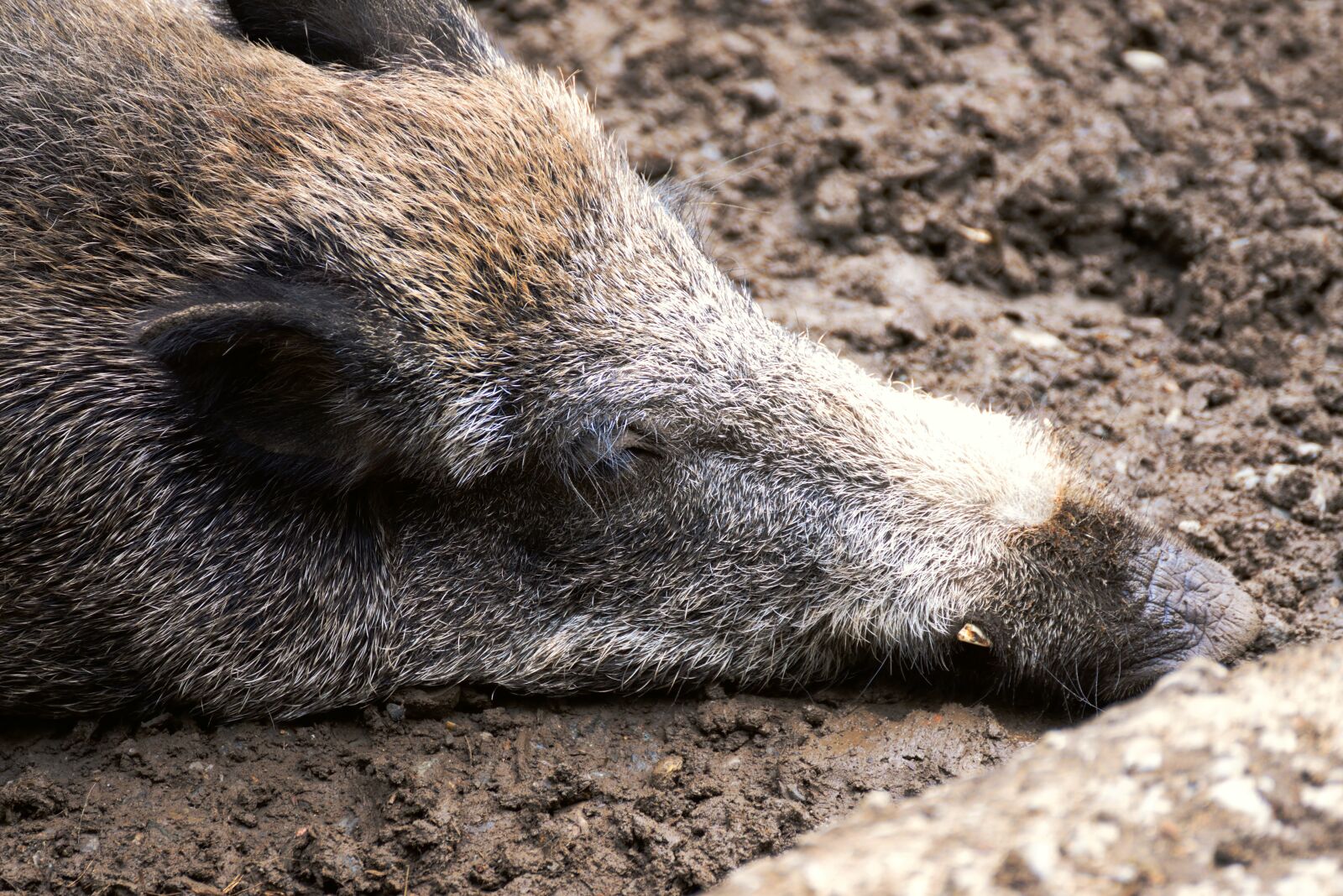 Nikon D610 sample photo. Boar, wild boar, pig photography