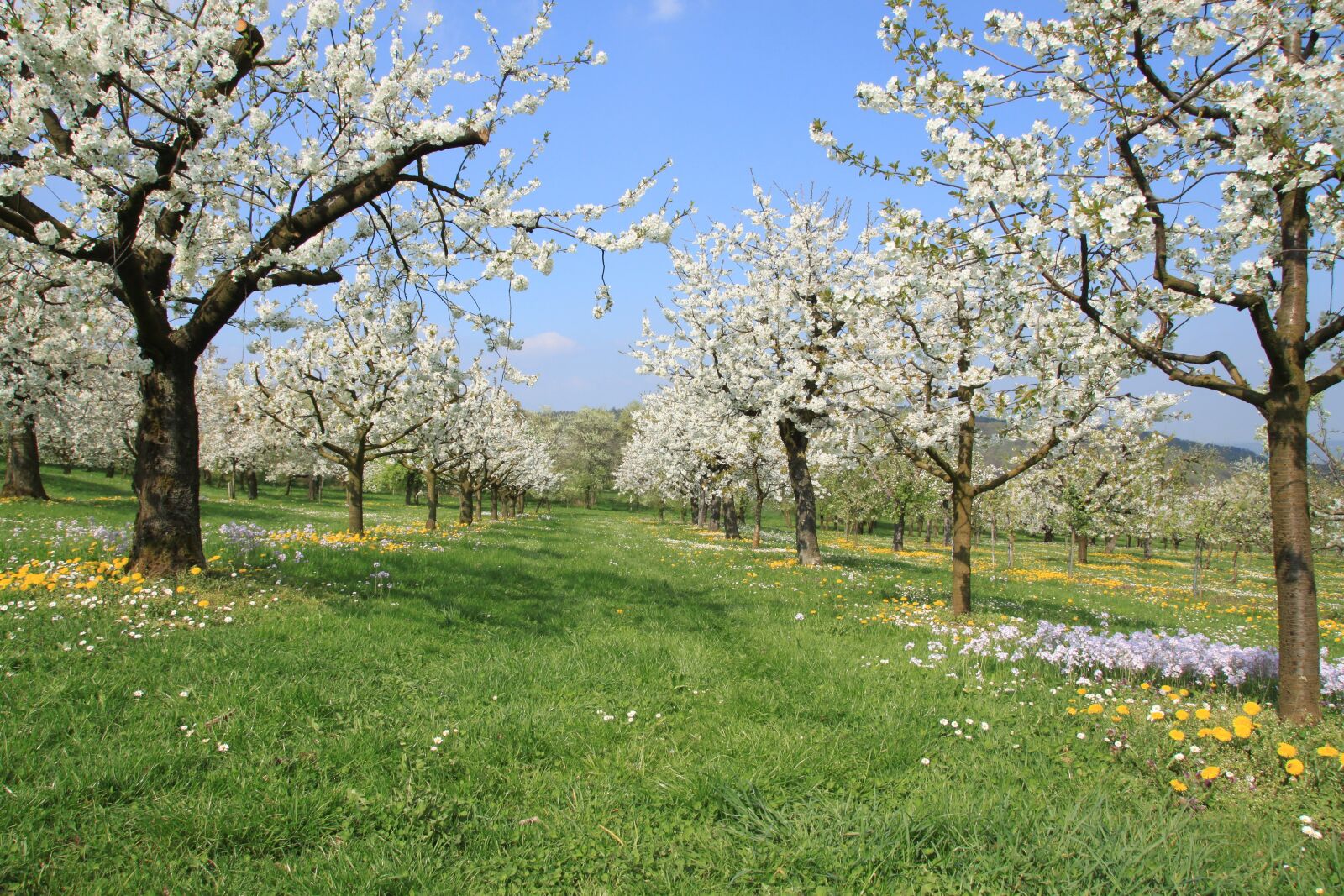 Canon EOS 500D (EOS Rebel T1i / EOS Kiss X3) sample photo. Franconian switzerland, spring, cherry photography