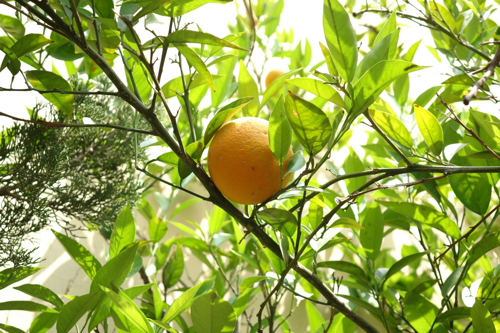 Sony Cyber-shot DSC-RX10 sample photo. Nature, orange, yellow photography