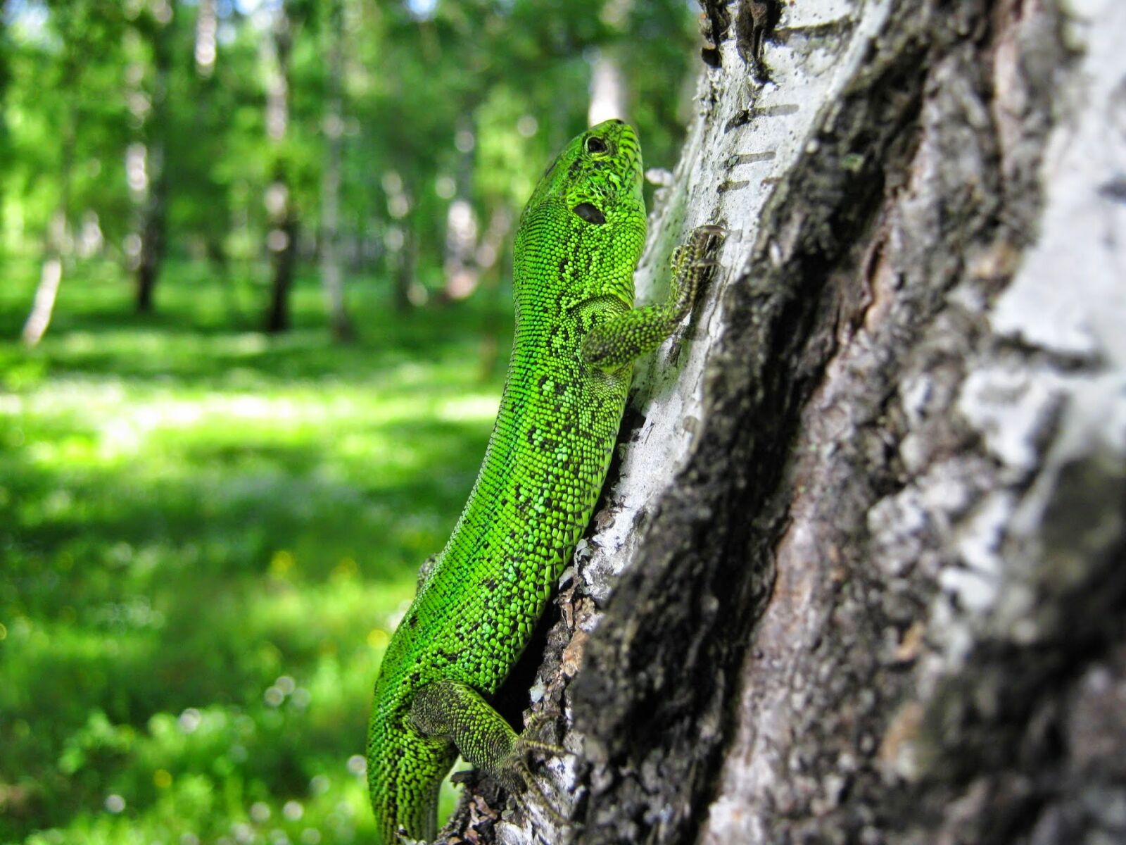 Canon PowerShot A480 sample photo. Nature, wood, tree photography