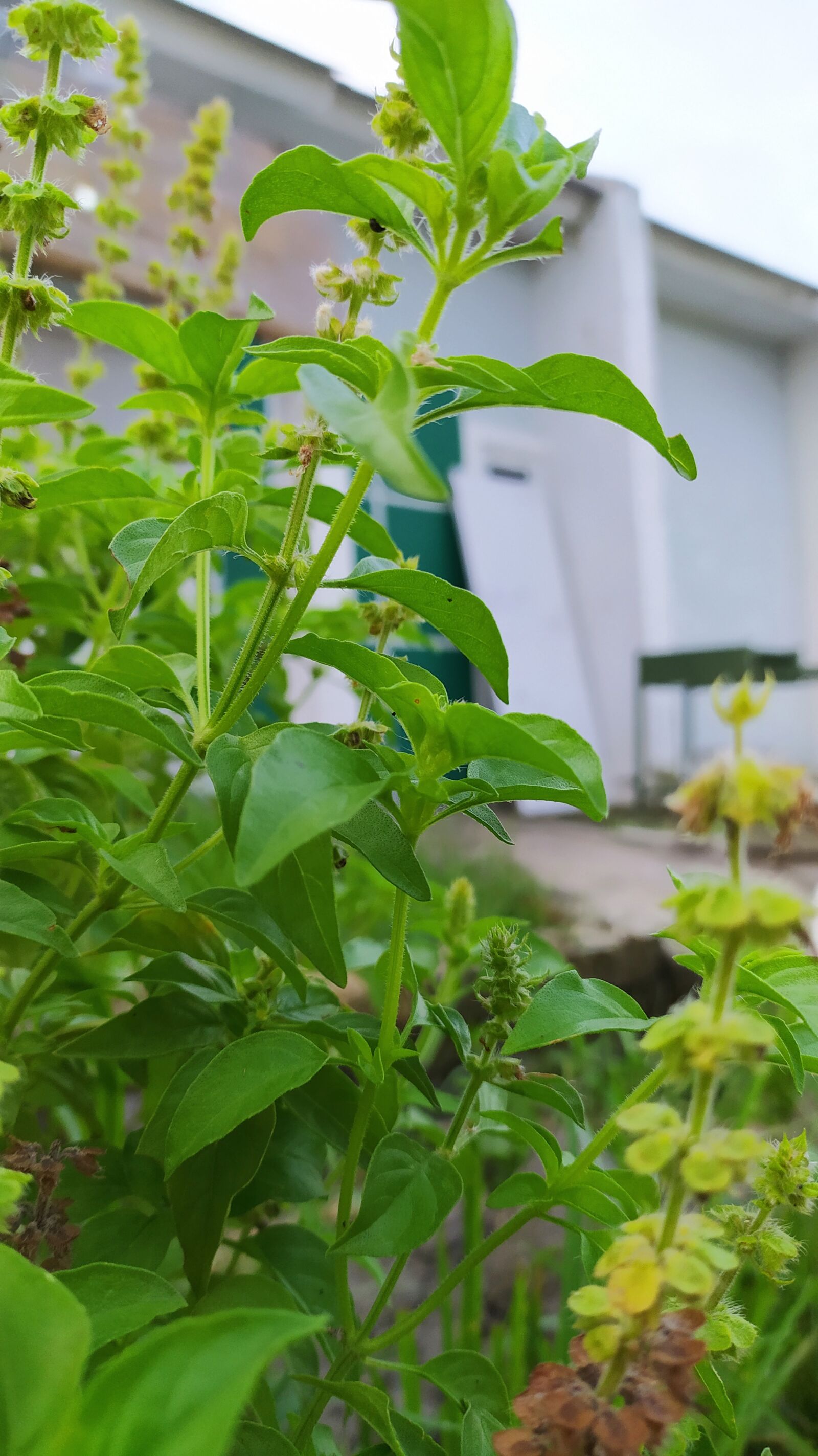 Xiaomi Redmi Note 8 sample photo. Basil, plant, background photography