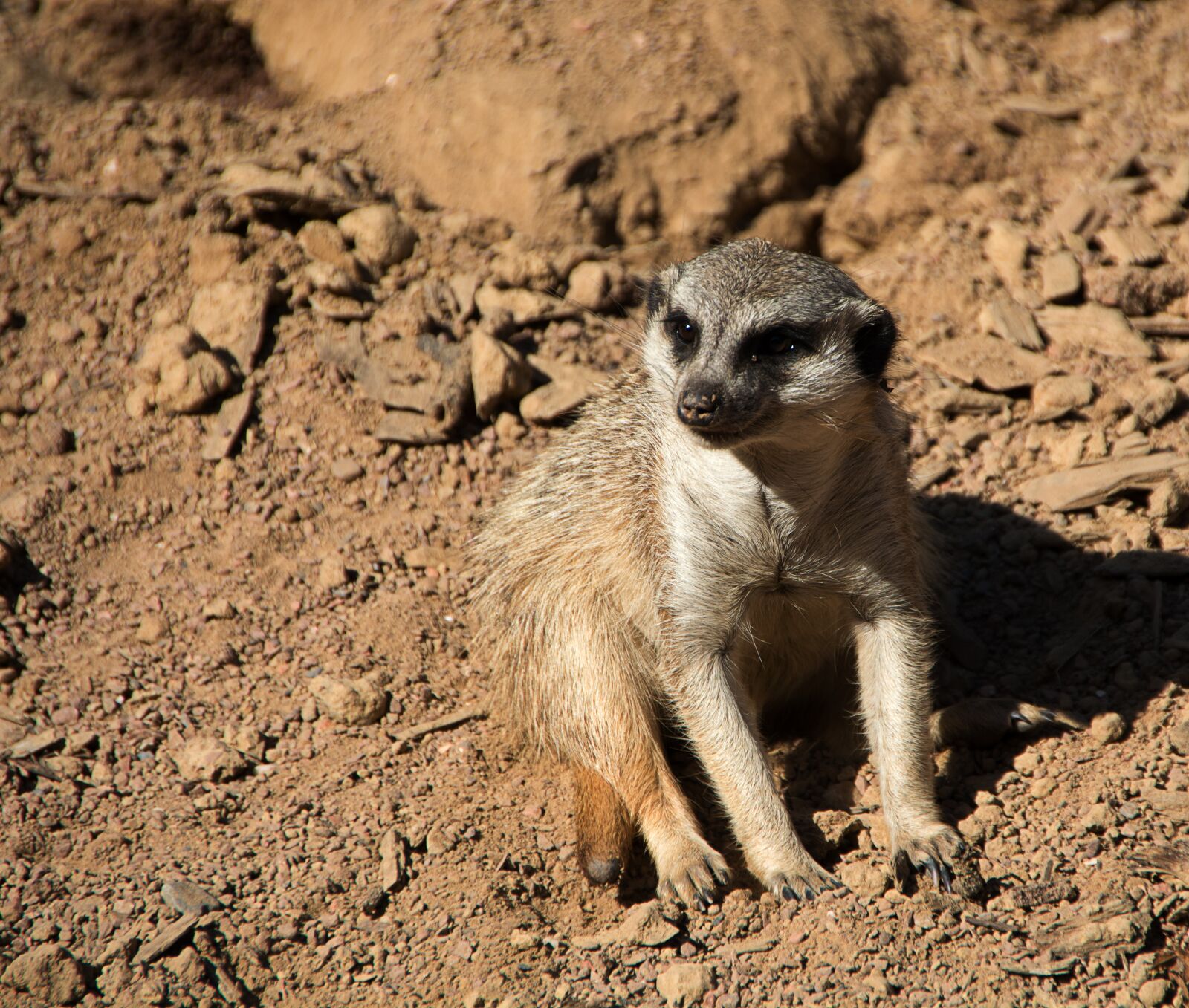 Nikon D5200 sample photo. Animal, zoo, wild animal photography