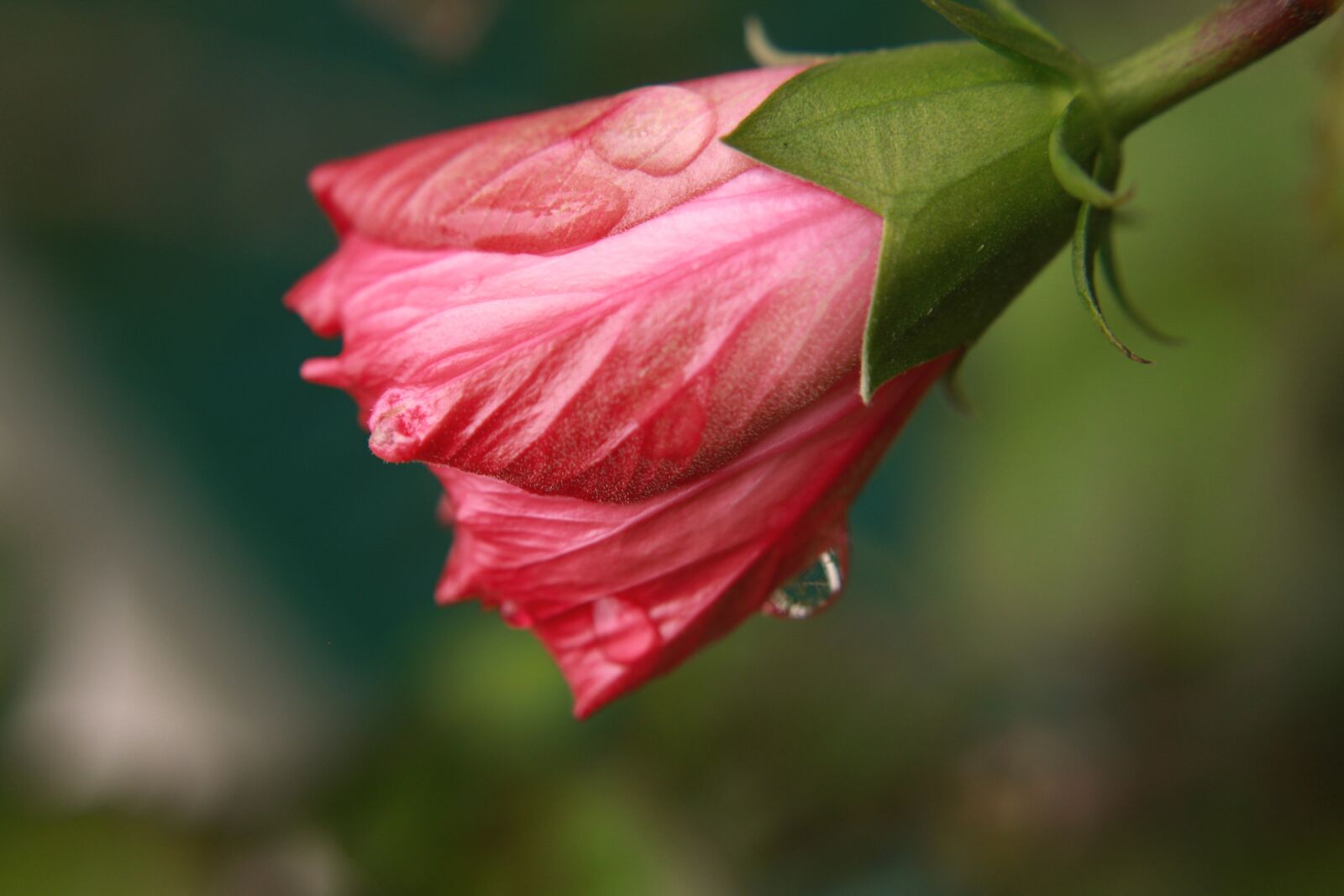 Canon EOS 550D (EOS Rebel T2i / EOS Kiss X4) sample photo. Flower, bud, water photography