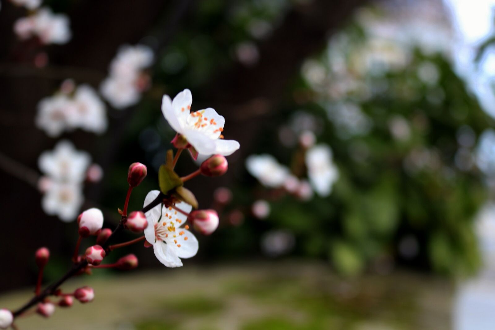 Canon EOS 750D (EOS Rebel T6i / EOS Kiss X8i) sample photo. Flowers, buttons, spring photography