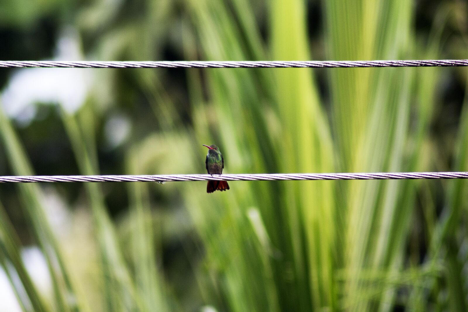 Canon EOS 600D (Rebel EOS T3i / EOS Kiss X5) sample photo. Bird, nature, animal photography