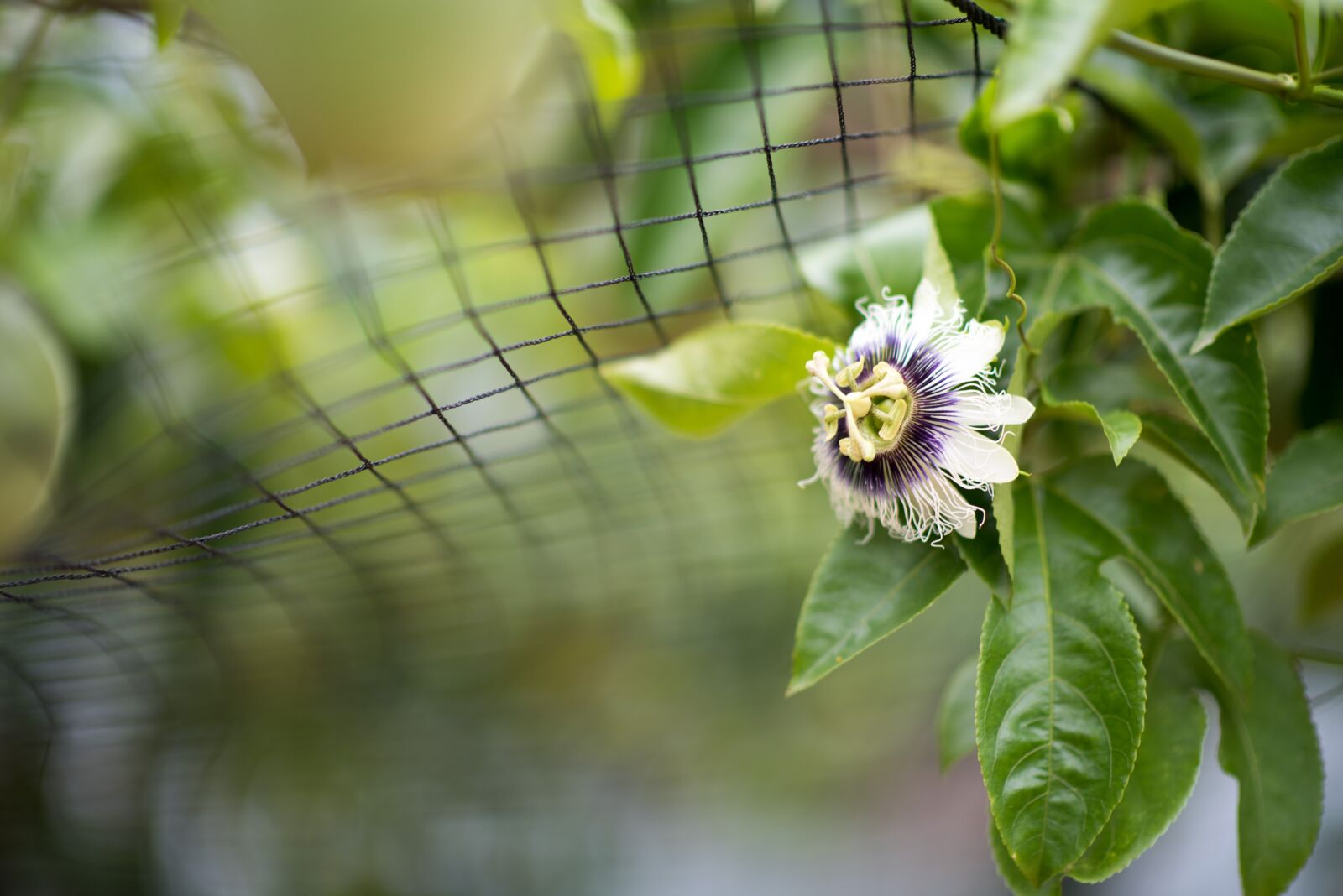 Nikon D750 sample photo. Taiwan, fruit, flower photography