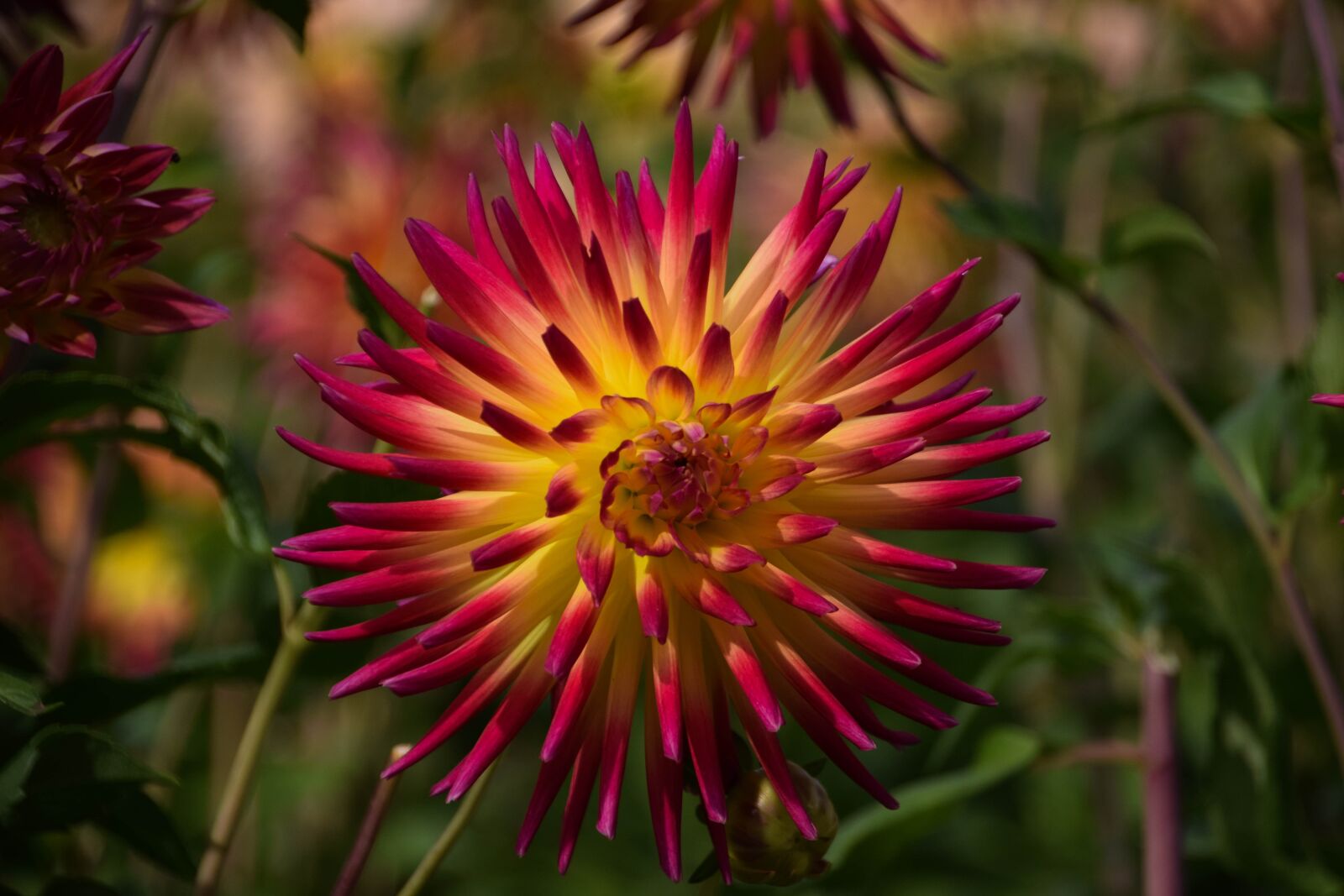 Nikon D3300 sample photo. Flower, nature, beautiful flower photography
