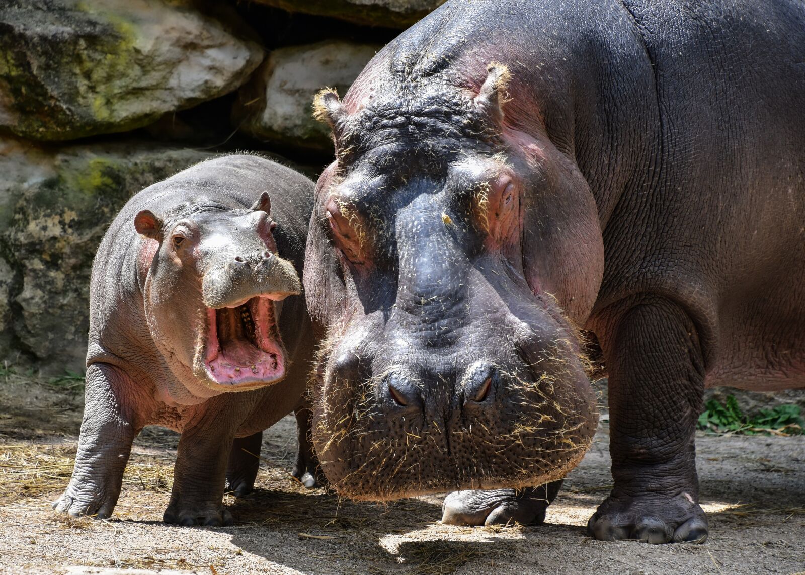 Nikon D500 sample photo. Hippopotamus, mother, petit photography