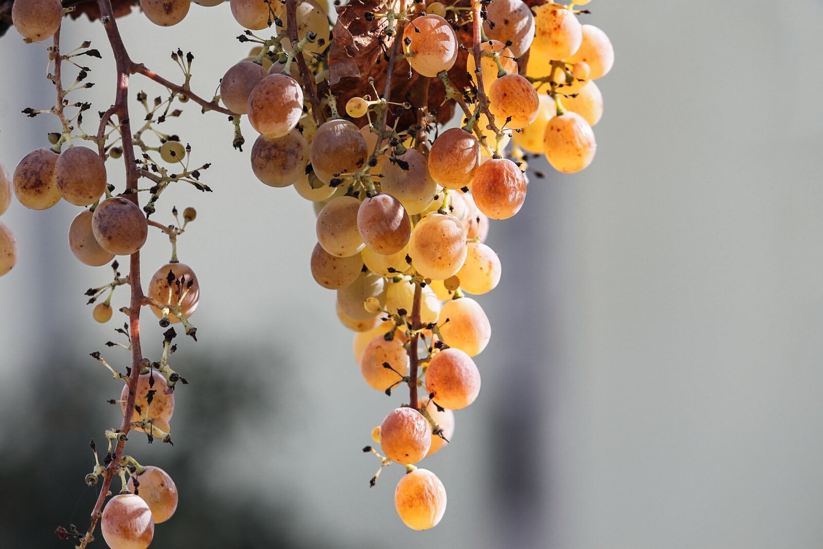 Canon EOS 1100D (EOS Rebel T3 / EOS Kiss X50) sample photo. Grape, vine, wine photography