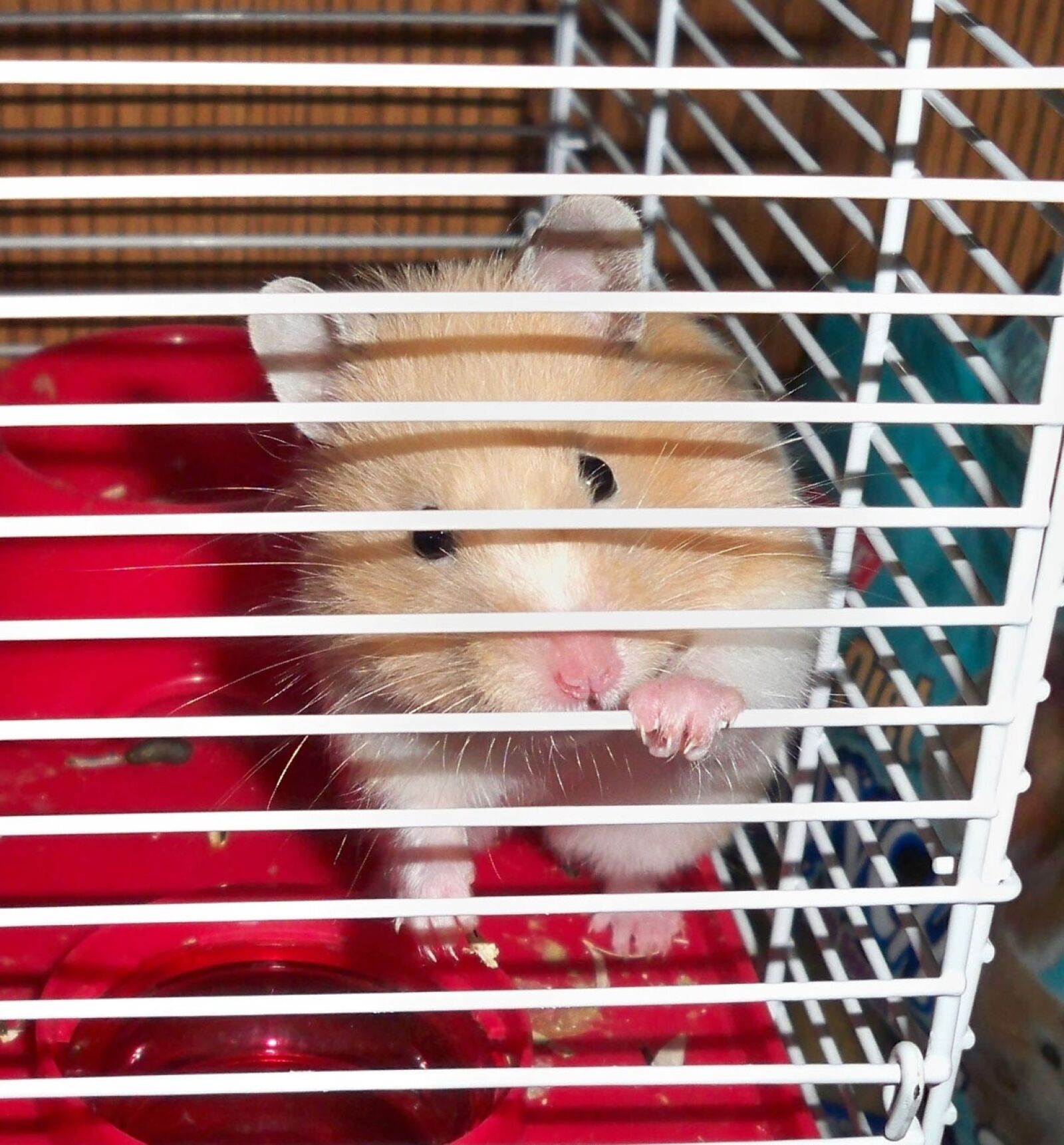 Kodak EASYSHARE M1093 IS DIGITAL CAMERA sample photo. Hamster, caged, pet photography