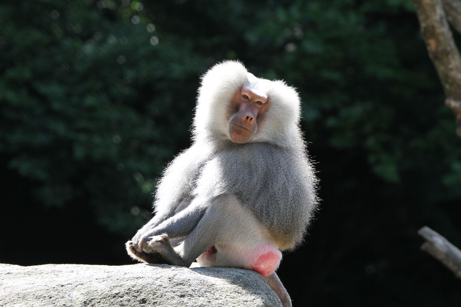 Tamron SP 150-600mm F5-6.3 Di VC USD sample photo. Baboon, monkey, zoo photography