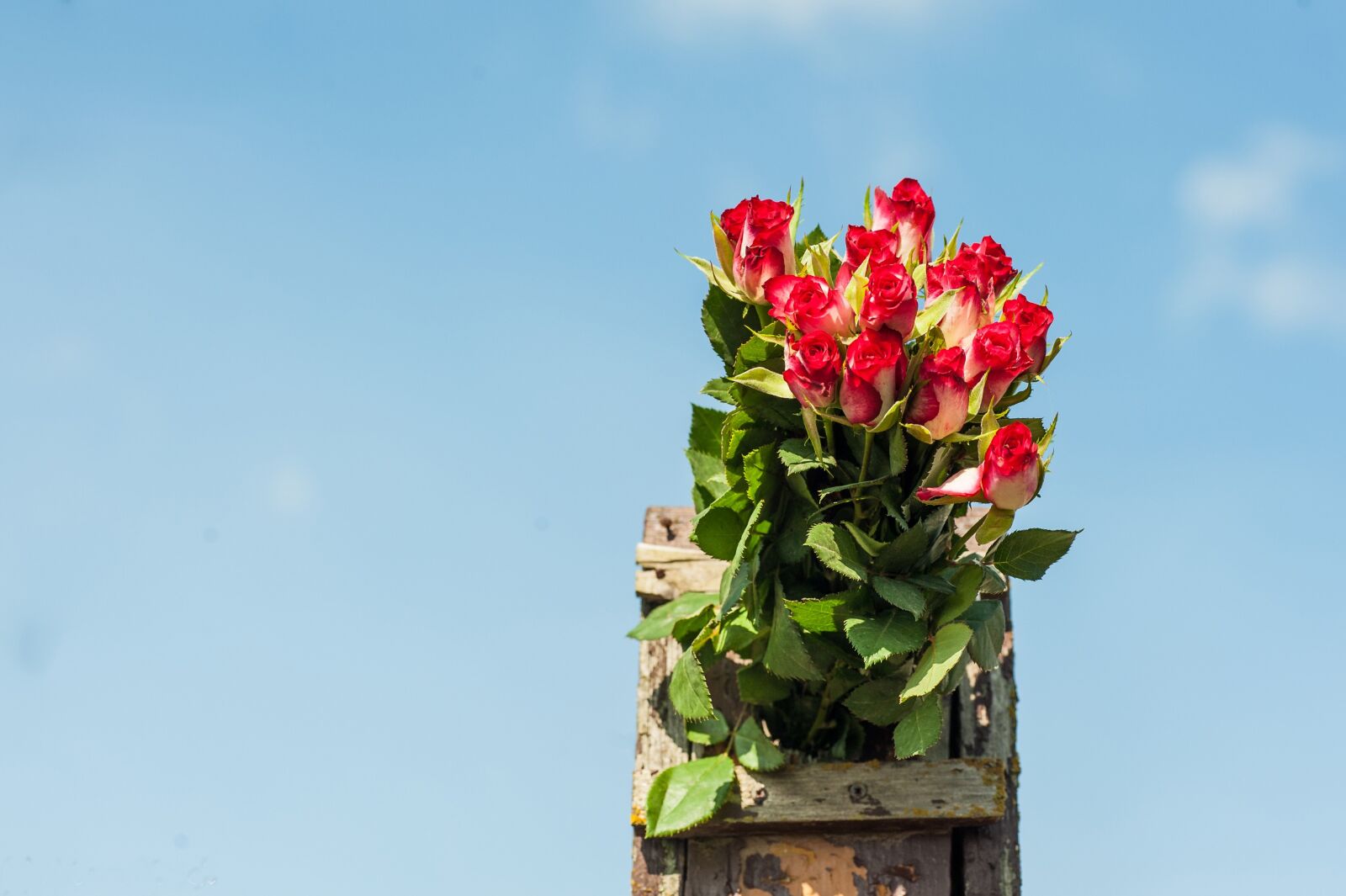 Nikon D700 sample photo. Bouquet of roses, flamed photography