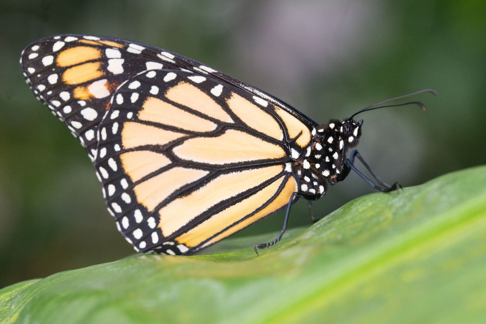 Sony ILCA-77M2 + 105mm F2.8 sample photo. Butterfly, insect, nature photography