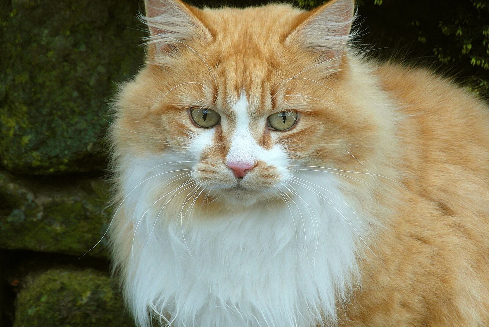 Samsung WB750 sample photo. Cat, thoroughbred, fur photography
