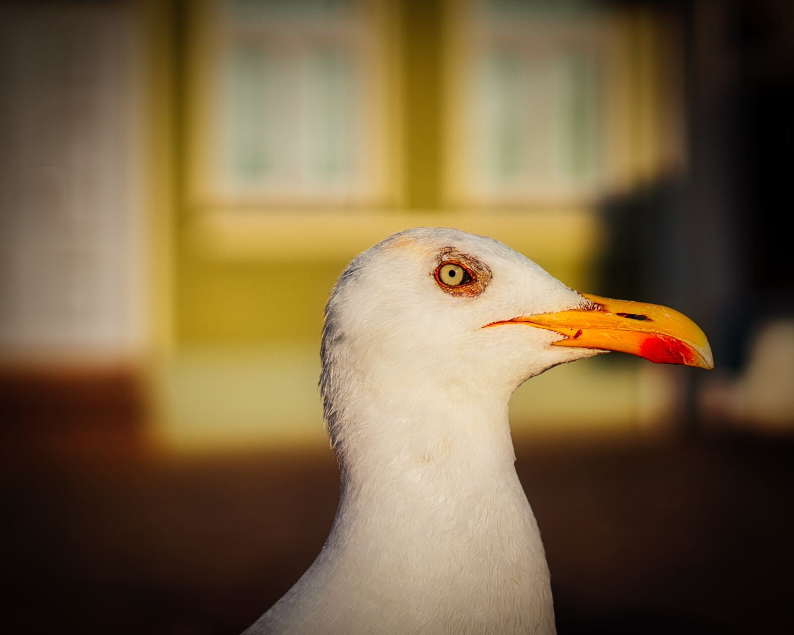 Canon EOS 200D (EOS Rebel SL2 / EOS Kiss X9) + Canon EF 50mm F1.8 STM sample photo. Seagull, bird, seevogel photography
