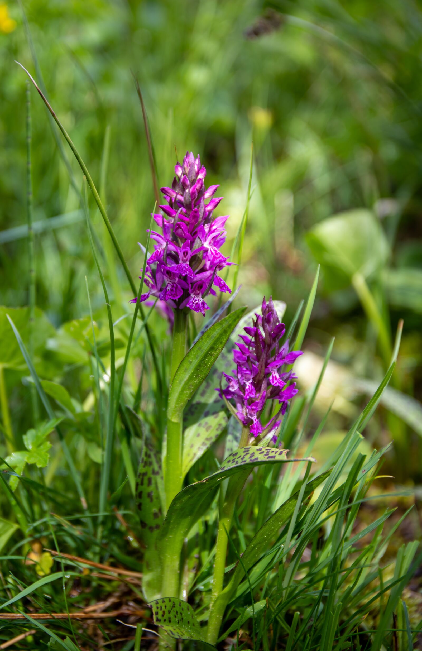 Canon EOS 6D Mark II + Canon EF 24-70mm F4L IS USM sample photo. Orchis, savoie, mountain photography