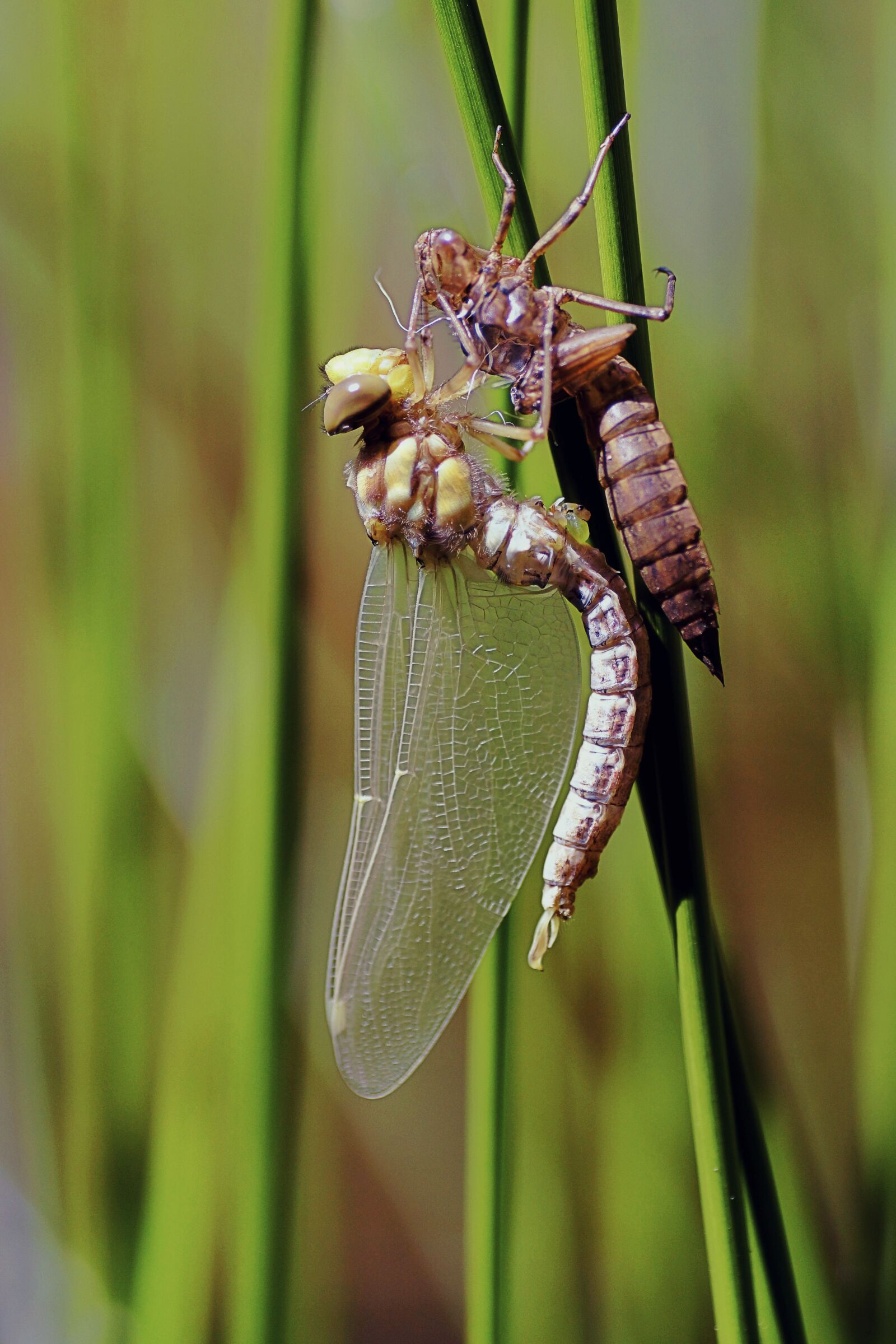 Sony SLT-A65 (SLT-A65V) sample photo. Dragonfly, birth, metamorphosis photography