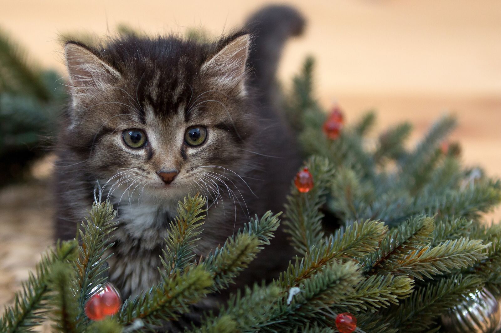 Canon EOS 60D sample photo. Kitten, new year's eve photography