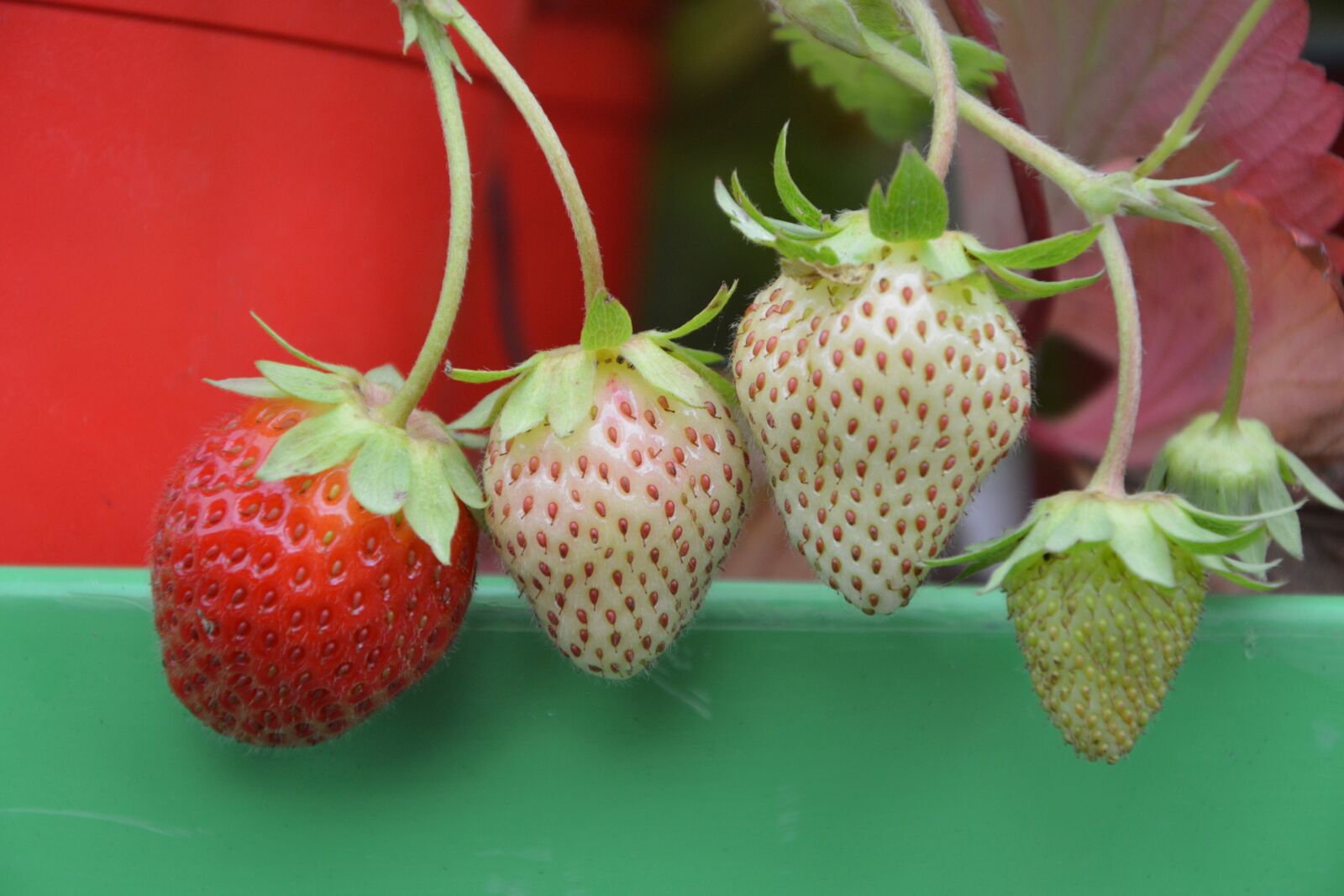 Nikon D5200 sample photo. Strawberry, red, green photography