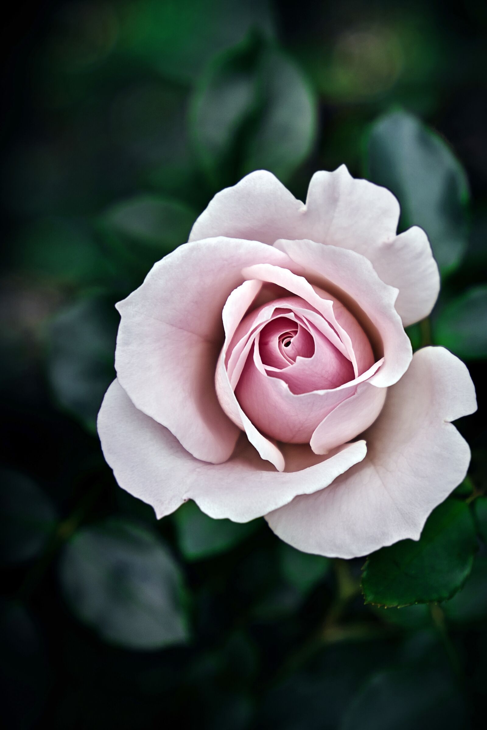 Sony a7R III sample photo. Rose, pink, flowers photography
