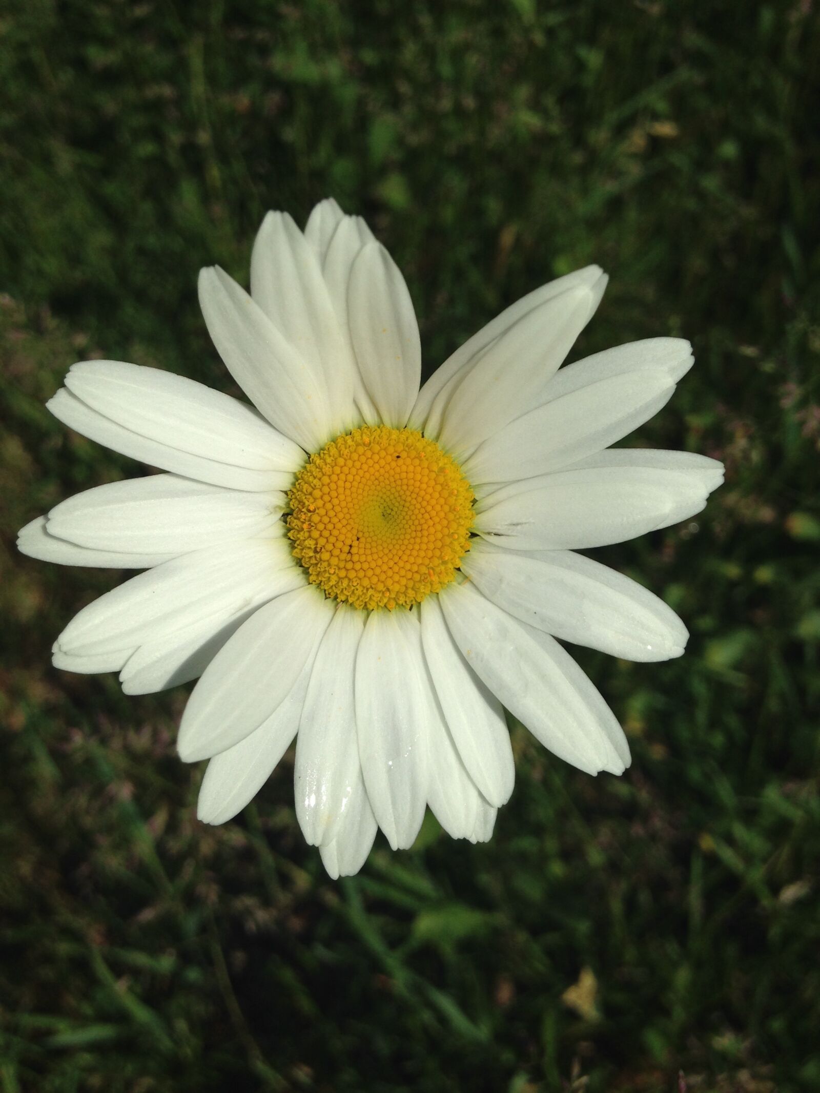 iPhone 5c back camera 4.12mm f/2.4 sample photo. Flower, white, margarita photography