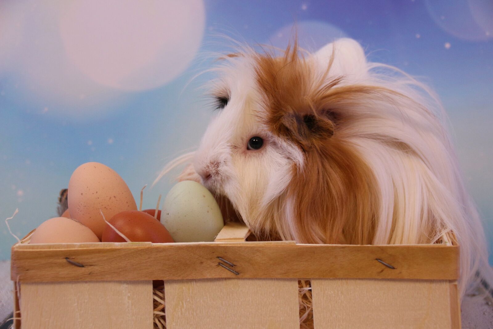 Canon EOS 700D (EOS Rebel T5i / EOS Kiss X7i) sample photo. Easter, guinea pig, rodent photography