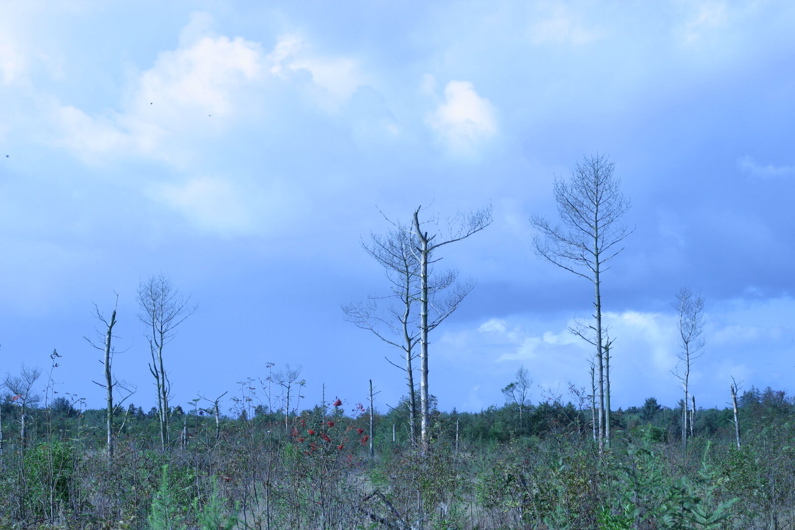 Canon EOS D60 sample photo