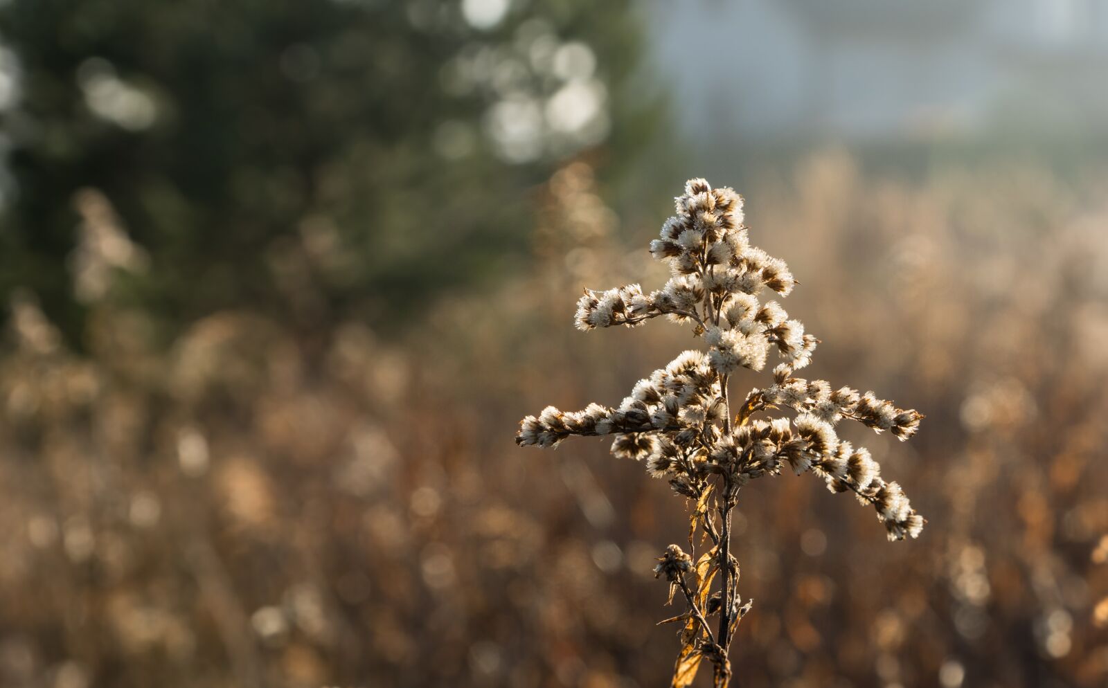 Sony DT 16-50mm F2.8 SSM sample photo. Grass, nature photography