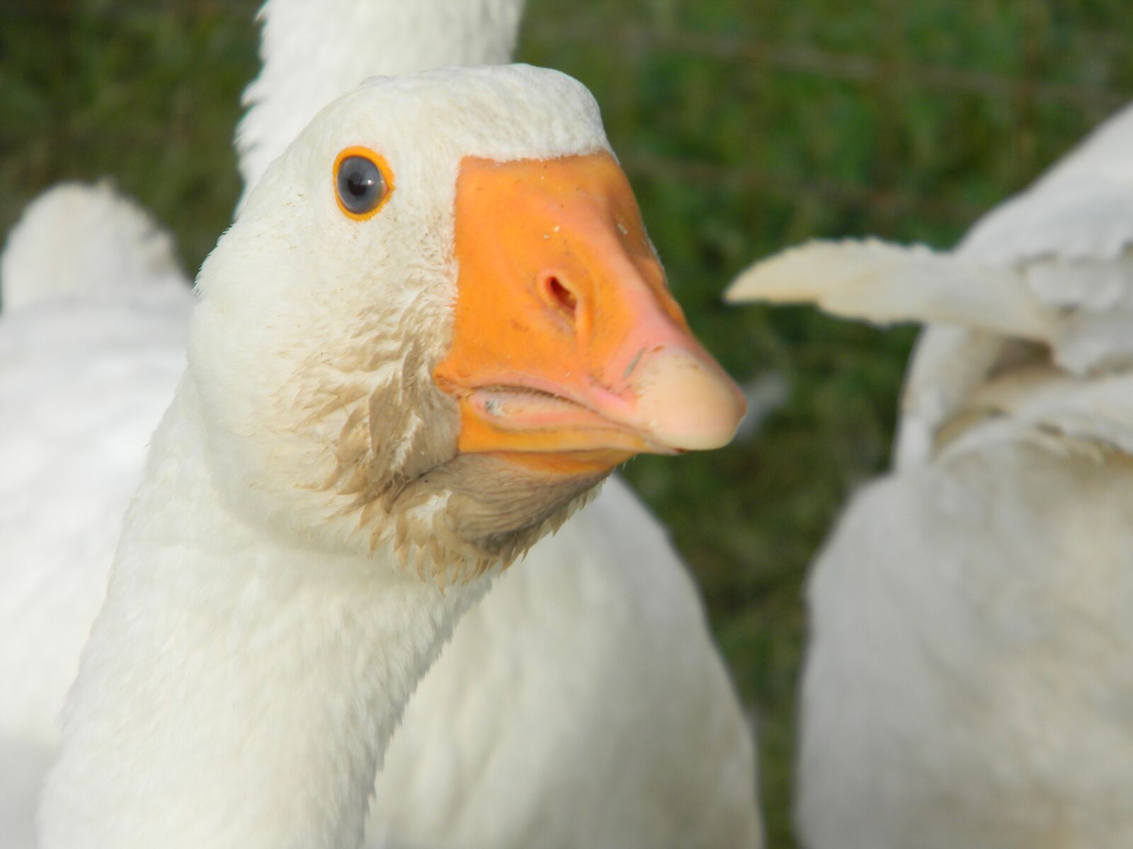 Nikon Coolpix L110 sample photo. Duck, nature, bird photography