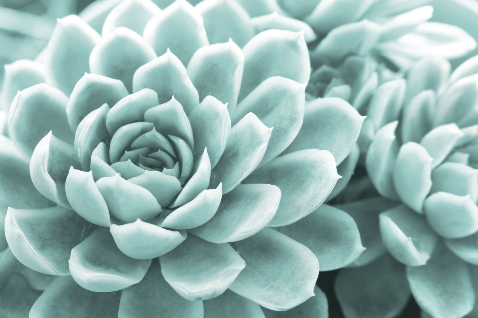 Canon EOS 700D (EOS Rebel T5i / EOS Kiss X7i) sample photo. Succulent, succulents, small plant photography