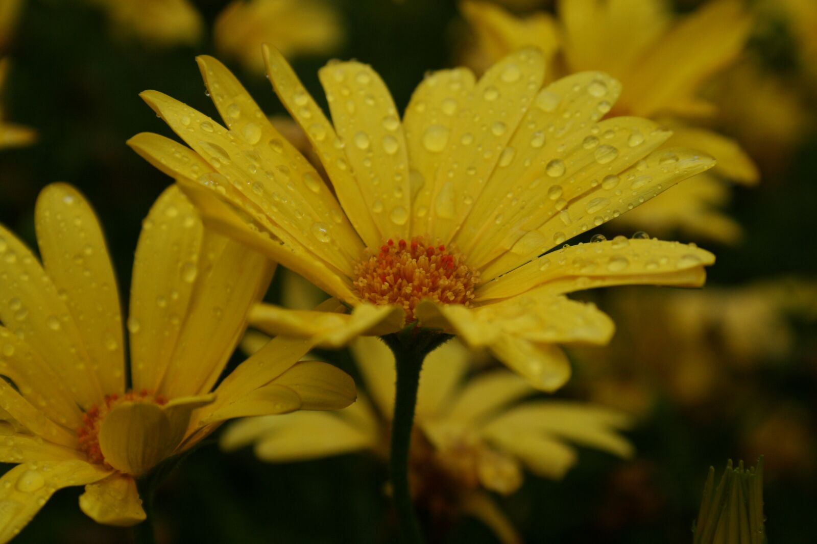 Canon EOS 400D (EOS Digital Rebel XTi / EOS Kiss Digital X) sample photo. Flower, yellow, raindrops photography