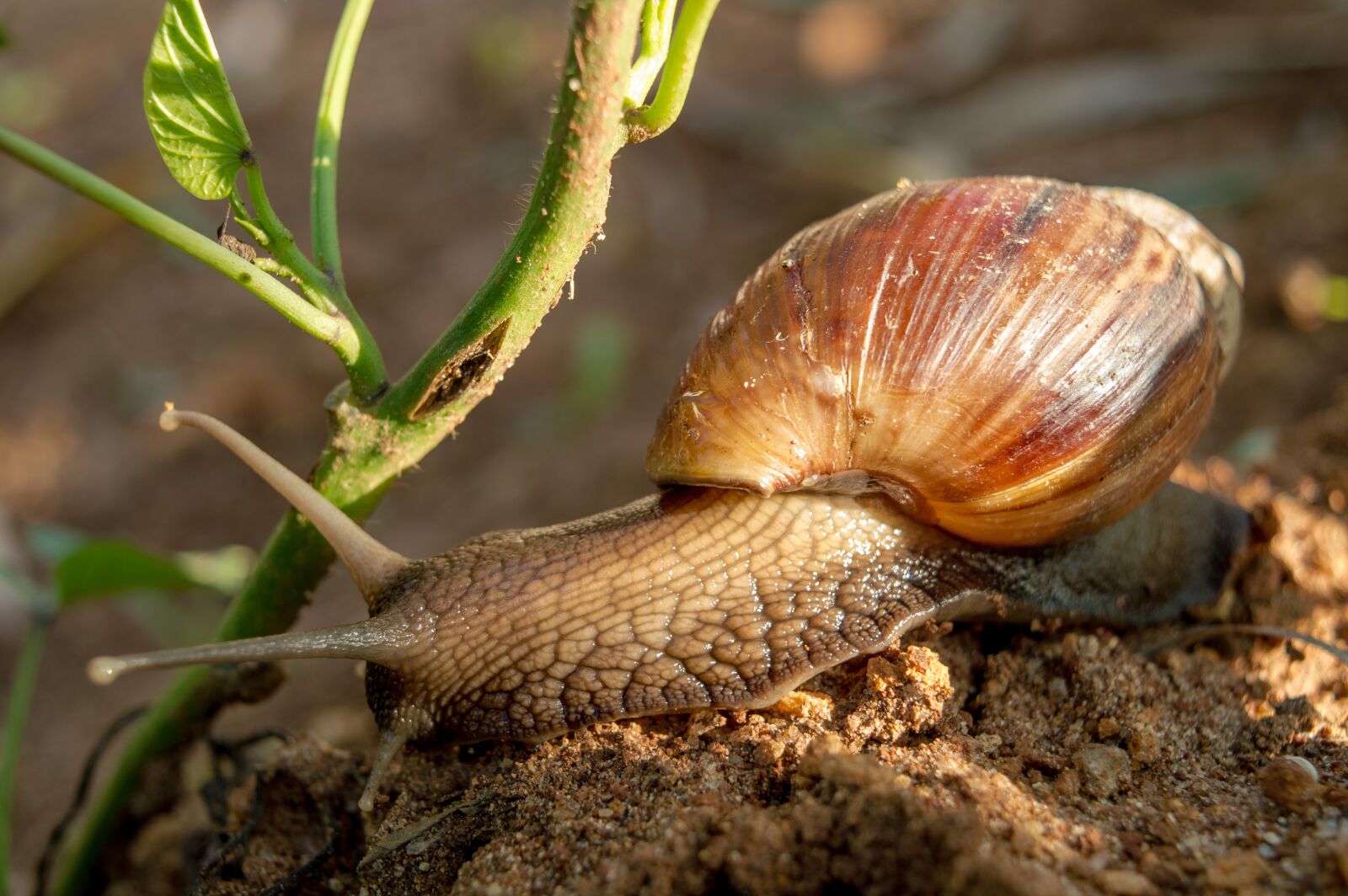 Nikon D3200 sample photo. Snail, shell, animal photography
