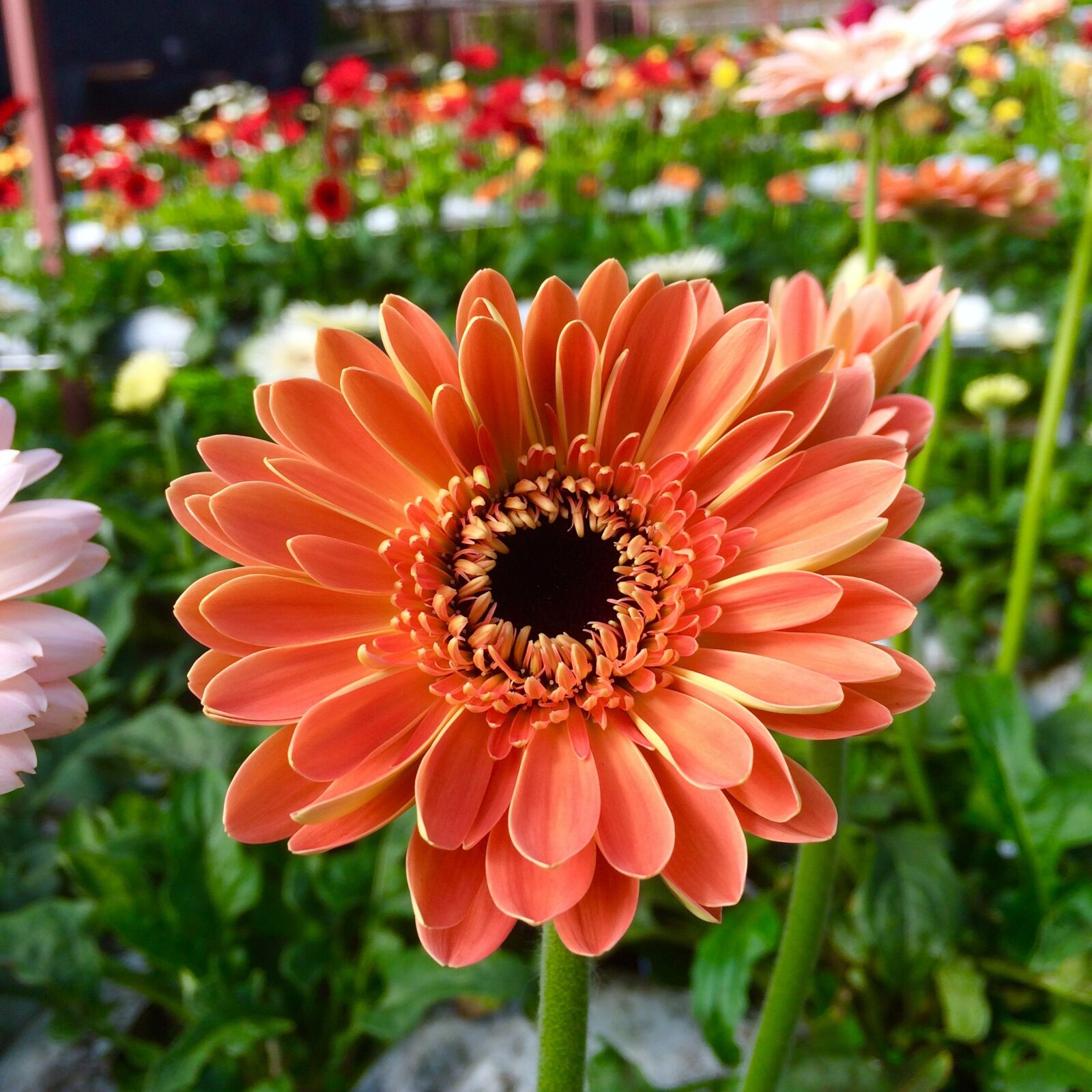 iPhone 5s back camera 4.15mm f/2.2 sample photo. Orange, daisy photography