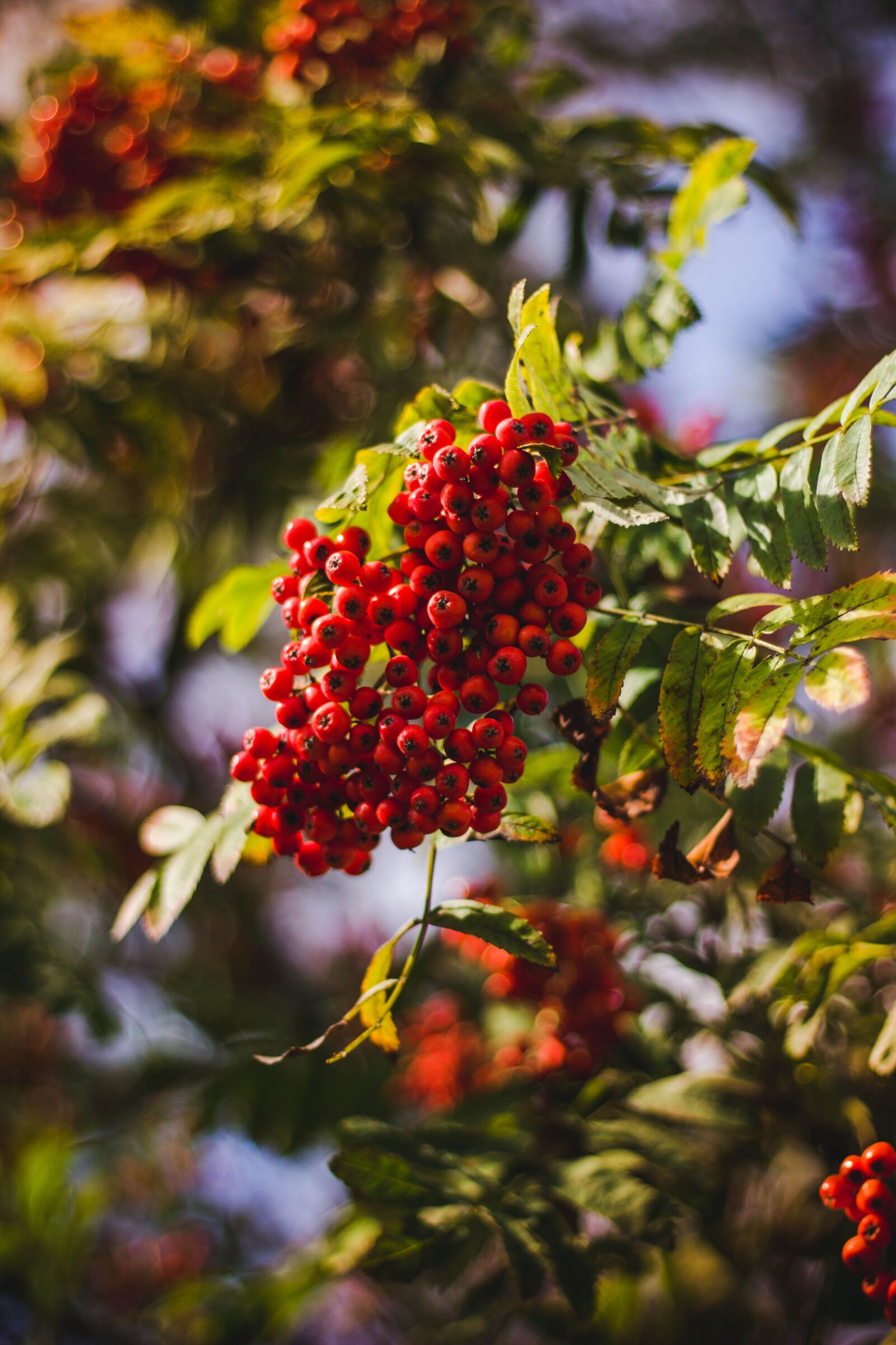 Canon EOS 600D (Rebel EOS T3i / EOS Kiss X5) + Canon EF 50mm F1.8 II sample photo. Red, fruit, green photography